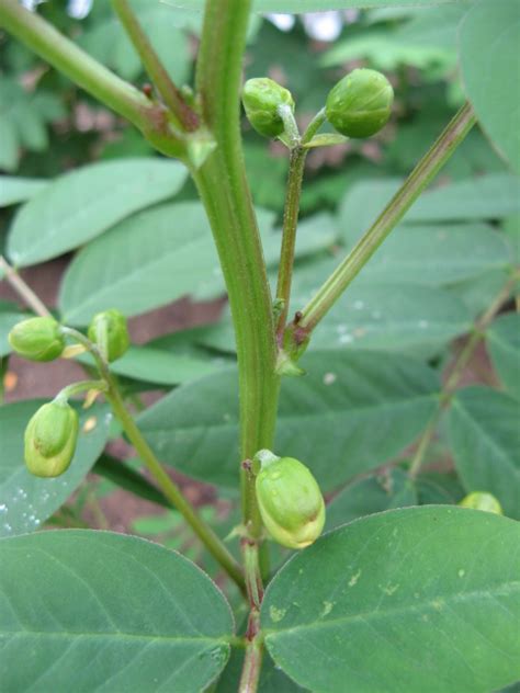 Senna occidentalis - UF/IFAS Assessment - University of Florida ...