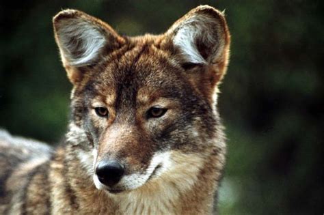 Coywolf (wolf/coyote hybrid) | Wolf hybrid, Hybrid dogs, Walking in nature