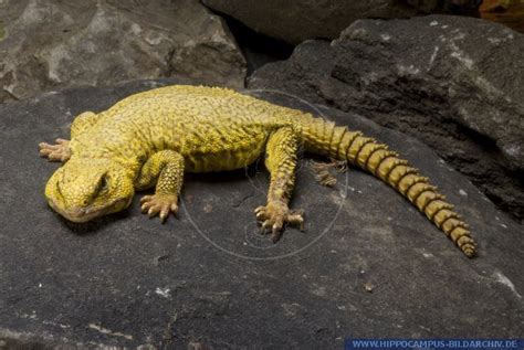 Uromastyx geyri - Alchetron, The Free Social Encyclopedia