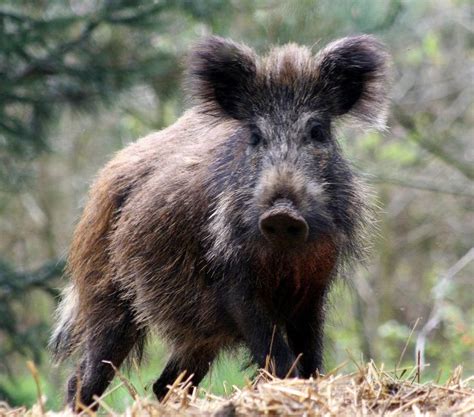 Related image | Pig breeds, Wild boar, Wild hog