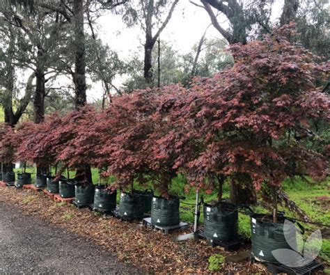 Acer palmatum 'Atropurpureum' – Trees - Speciality Trees