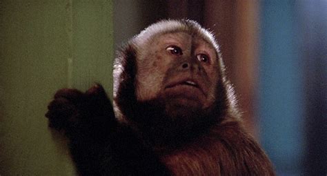 Monkey Shines Blu-ray review | Cine Outsider