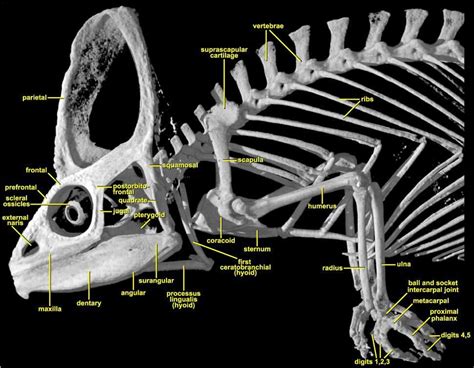 Veiled chameleon, Anatomy, Animals information