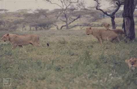 Lion family move away from claw sharpening tree. Ndutu | Flickr