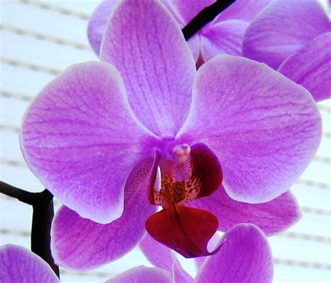 File:Orchid flower 1.jpg - Wikimedia Commons