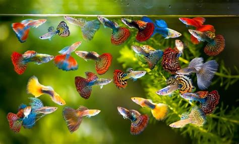 Guppy Fish Species: Care Guide, Types, Tank Mates, & More (With Pictures) | Animal World