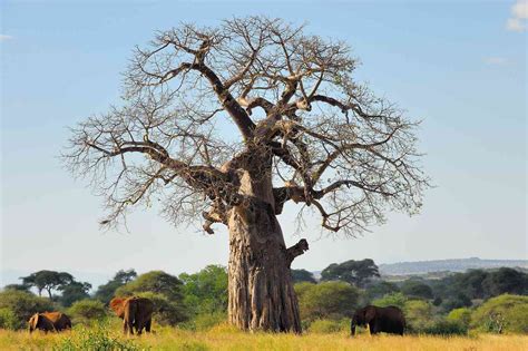 The Baobab: Fun Facts About Africa's Tree of Life