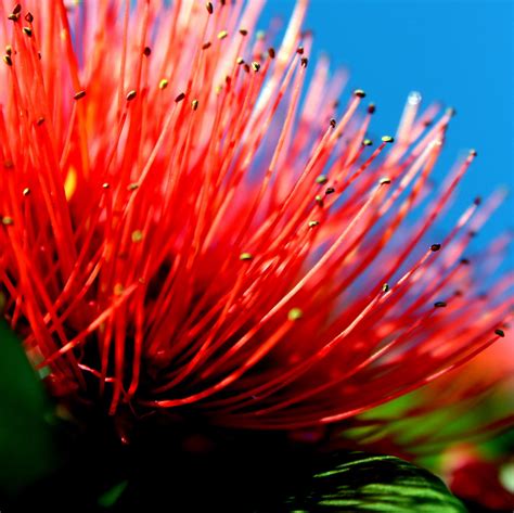 pohutukawa flower | needed to take some photos for a xmas ca… | Flickr