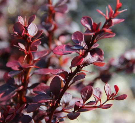 Japanese Barberry - Berberis thunbergii f. atropurpurea Dart's Red Lady ...