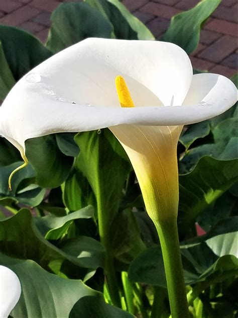 Beautiful Flowers in Bogotá