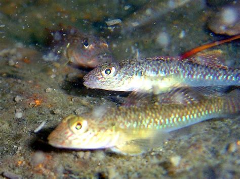 Rhinogobius giurinus | HK_Fishes | Flickr