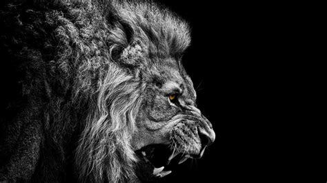 Lion Black and White Wallpapers - Top Free Lion Black and White ...