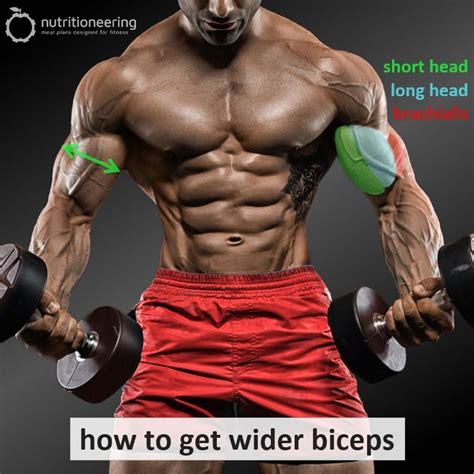 Hammer Curls vs Bicep Curls: How To Build Biceps Width & Peak ...