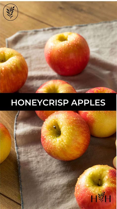 Honeycrisp apples 🍎 🍁 Uncover the secrets behind their unique taste and ...