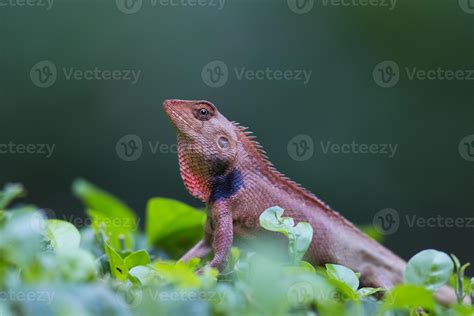 Calotes versicolor 721766 Stock Photo at Vecteezy