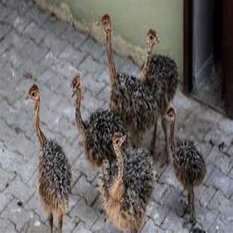 Buy Wholesale United States Ostrich Chicks & Ostrich Chicks at USD 400 ...