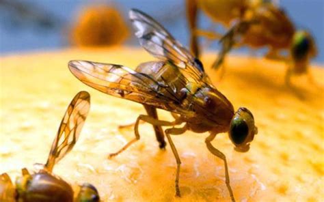 The Home Guide on How To Get Rid of Fruit Flies | Bob Gunn