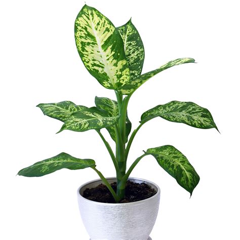 10 Best Houseplants for Low Light - Sunset Magazine