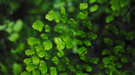 Green Leaves Wallpapers - Top Free Green Leaves Backgrounds ...