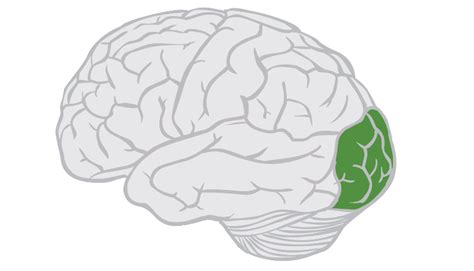 Occipital Region