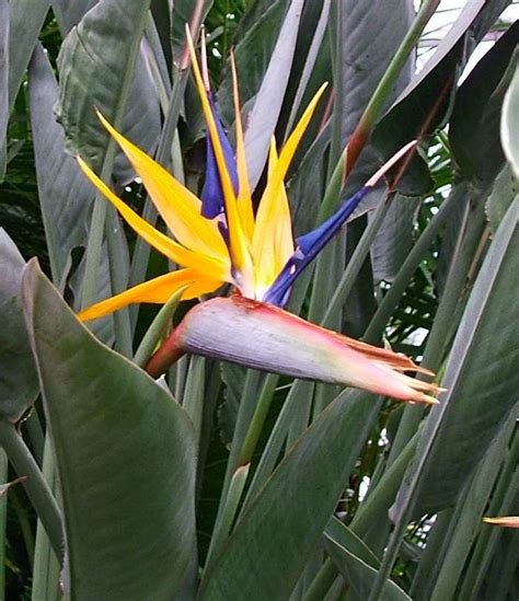 Bird In Everything: Giant Bird Of Paradise Plant