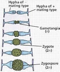 Zygospores are formed in