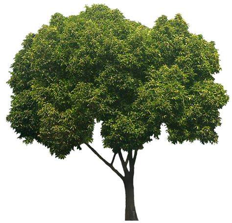 Bakul tree Mimusops elengi Borsalli Plant – GreenParadiseLive