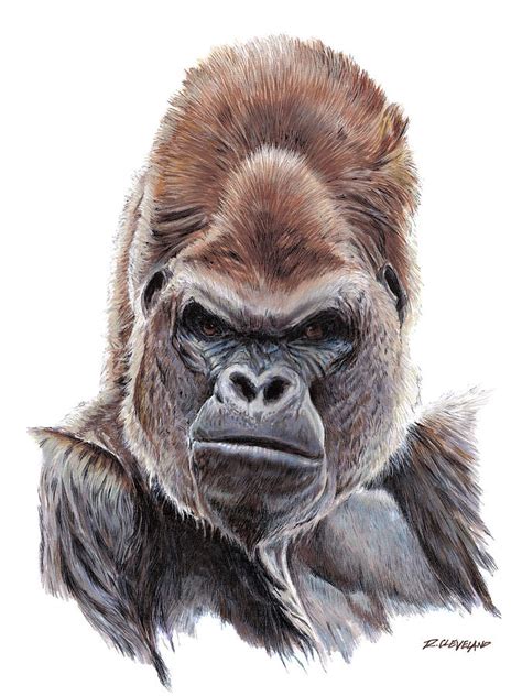 Silverback Gorilla Drawing at GetDrawings | Free download