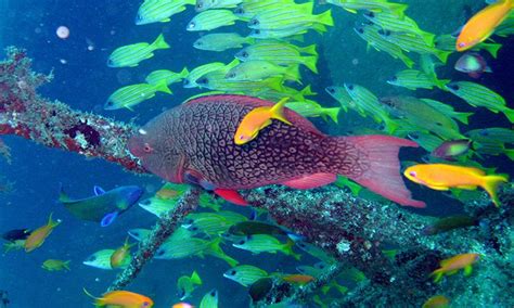 Mombasa Marine Park - Maasai Mara National Reserve