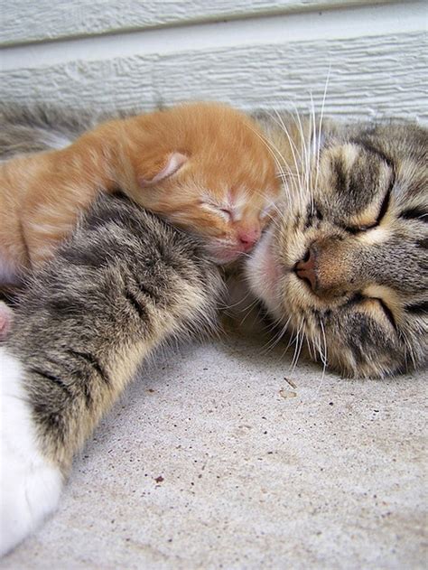 40 Really Cute Cuddling Kittens in the World - The Design Inspiration ...