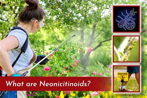 What Are Neonicotinoids? | Organic Labs®