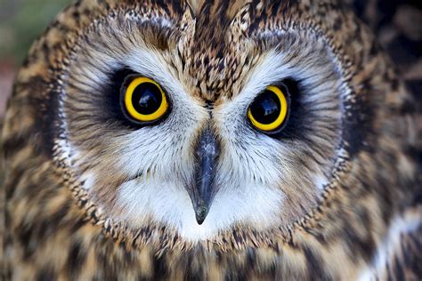 The six types of owl you’ll find in Britain - Country Life