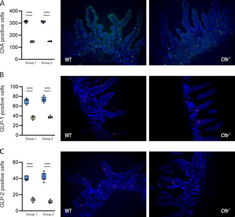 Expression of enteroendocrine cells (EECs) in mouse ileal tissue.... | Download Scientific Diagram