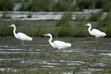 Somerset Wildlife Trust purchases more land at Avalon Marshes - BirdGuides