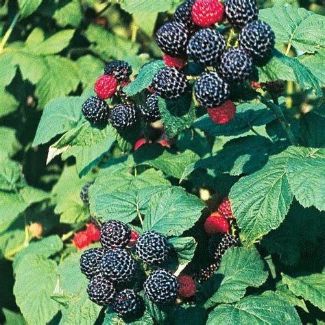 Rubus occidentalis 'Bristol Black' | Raspberry | Ebert's Greenhouse