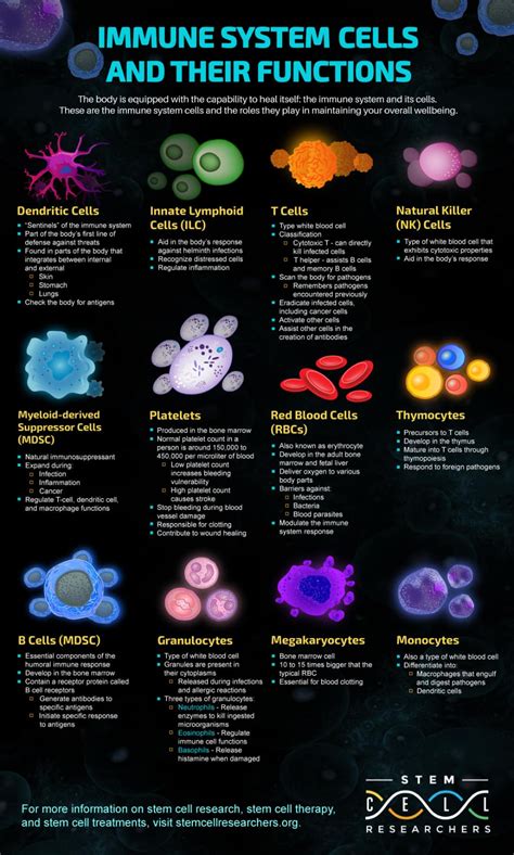 Types of Immune System Cells and Their Functions | Nursing school survival, Immune system ...