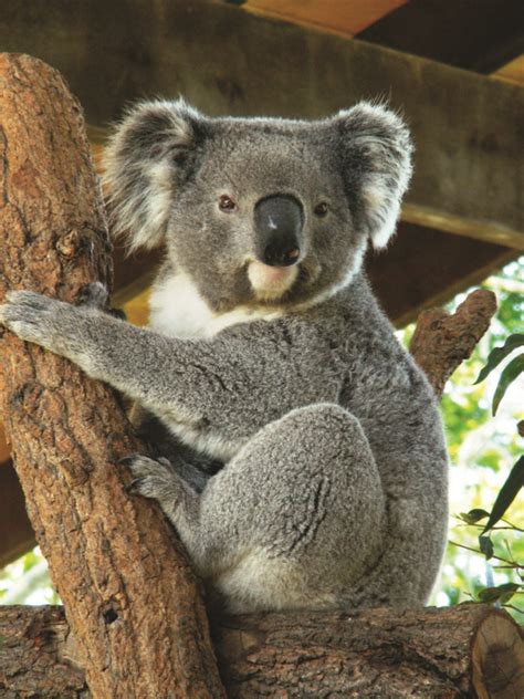 Australian Koala University of Illinois Alumni Association