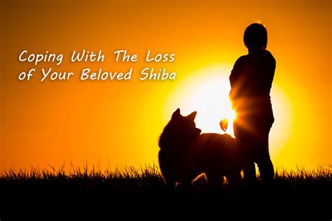 Coping With The Loss Of Your Beloved Shiba Inu - My First Shiba Inu