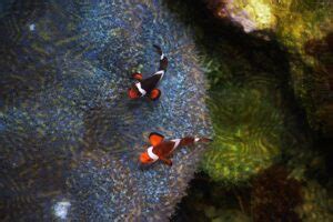 Clownfish Diet Guide: What Do Clownfish Eat?