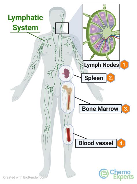 Rituximab + Bendamustine chemo for CLL | ChemoExperts