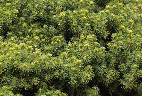 How to Grow and Care for the Dwarf Alberta Spruce