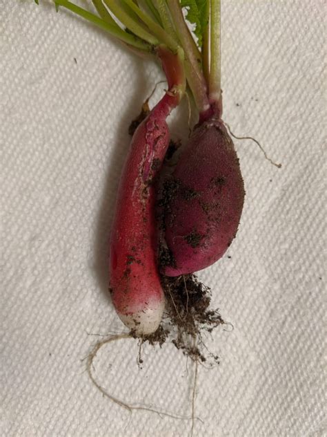 Radish - My Garden Tales