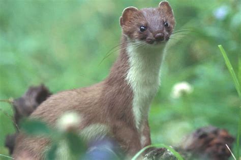 Sleek and Cunning: Unveiling the Stoat (Mustela Erminea) - Glenlivet Wildlife