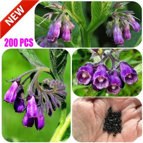 200 True Comfrey Seeds Symphytum Officinale Non GMO Heirloom Attract ...