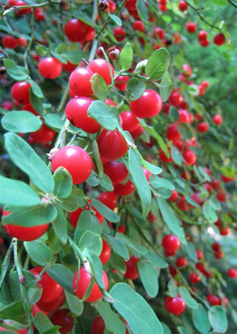 Wild Red Huckleberries Homestead Gardens, Huckleberry, Enjoy It ...