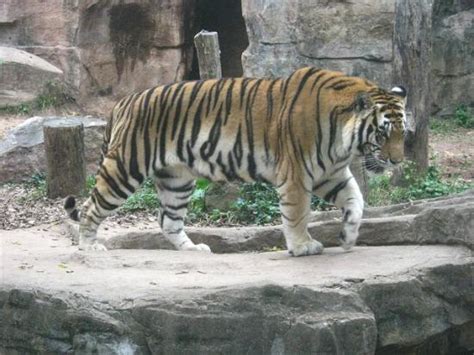 Guangzhou Zoo: UPDATED 2020 All You Need to Know Before You Go (with PHOTOS)