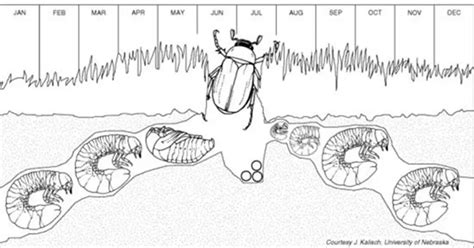 What Are Grub Worms? - Their Life-Cycle, Where to Find Them & How to ...