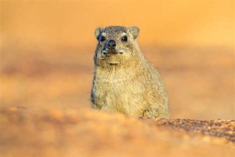 Hyrax: 18 Amazing Facts About This Coney Animal