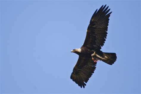 File:Golden Eagle flying.jpg