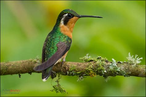 Purple-throated Mountain-gem (F) | Purple-throated Mountain-… | Flickr